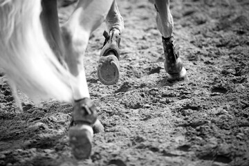 Horse Jumping, Equestrian Sports, Show Jumping themed photo.