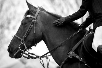 Horse Jumping, Equestrian Sports, Show Jumping themed photo.