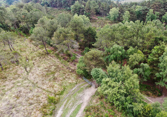 Fototapeta na wymiar aerial view of heathland and pine trees in Dorset