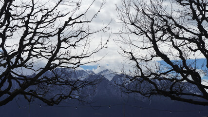 tree in the fog, snow covered mountains, Vevey, Sweden