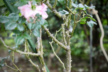 薔薇の棘