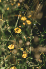 A close up on multiple yellow flowers on the meadow, yellow color and soft selective focus, with filter and darker green leves, fresh and blooming summer plants