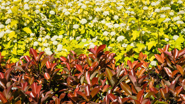 Beautiful red leaves of shrub Photinia fraseri 'Red Robin' and Physocarpus opulifolius Nugget or Ninebark with golden leaves in flower beds.  French garden. Krasnodar city park. Spring 2021.