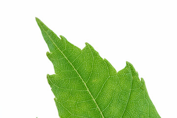 Green leaf, macro of beauty in nature for a background
