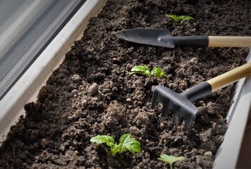 Seedlings in plastic boxes are grown on a windowsill, next to a rake and a shovel
