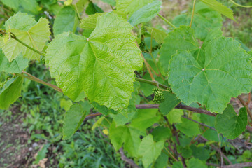 A grape leaf on a vine with clusters of unripe green grapes.