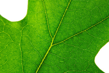 Green leaf of a Northern Red Oak tree or Quercus Rubra