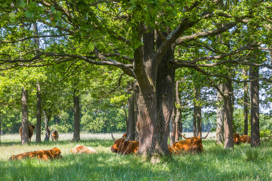 Highland Cows Looking For Shade Under Trees In Nature Area Hijkerveld