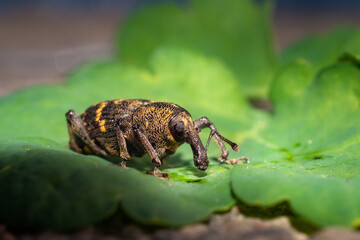 Hylobius abietis colorful large pine weevil