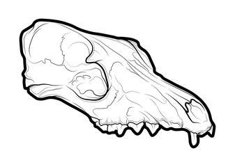 Ilustracion de craneo de Zorro.
Plantilla de recurso para diseñadores y tatuadores.