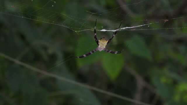 Large spider argiope appensa sits on a web in the jungle. Close-up. 4k footage