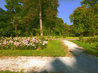 Rose garden in the Riviera park.