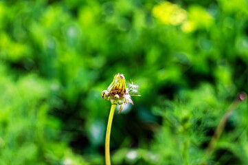 dandelion with almost flown seeds