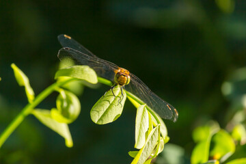 Yellow dragonfly sitting on a green branch.