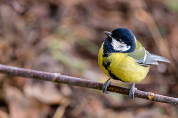 Great tit extreme closeup looking into the camera from a fir tree branch