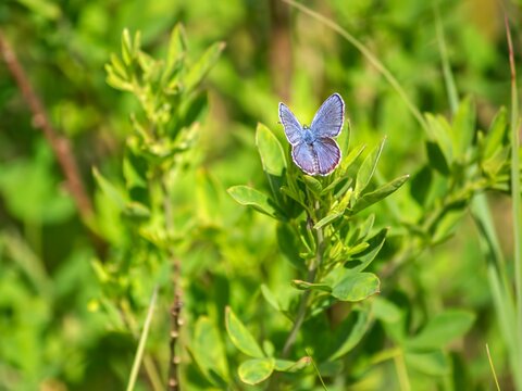 Blue butterfly on a plant stem close up