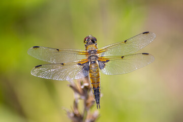 Yellow dragonfly sitting on a green branch.