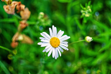 Fototapeta premium chamomile flowers in the garden