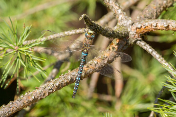 Cordulegaster Tiger striped Green (Male) dragonfly hanging on a tree branch.
