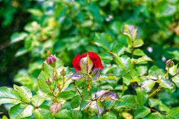 small rose flower on a branch