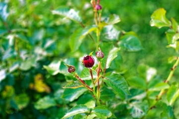 small rose flower on a branch