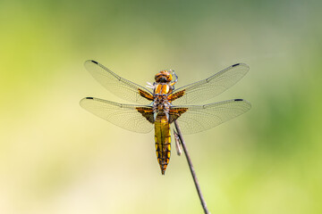 Yellow dragonfly sitting on a green branch.