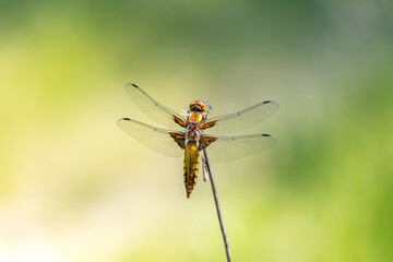 Yellow dragonfly sitting on a green branch.