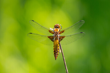 Yellow dragonfly sitting on a green branch.