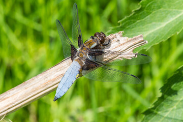 Blue dragonfly sitting on a weathered tree branch.