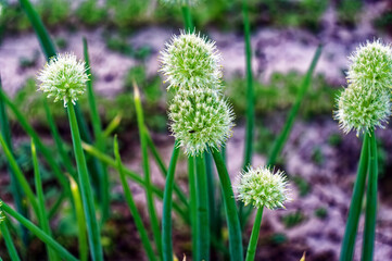 onion arrows with seeds in the garden