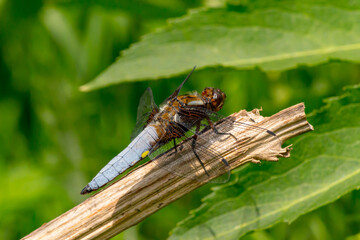 Blue dragonfly sitting on a weathered tree branch.