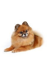 pomeranian dog isolated on white