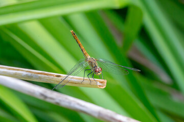 Yellow dragonfly sitting on a weathered branch.