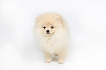 white pomeranian puppy