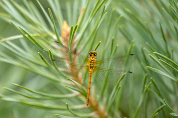 Yellow dragonfly sitting on a green branch.