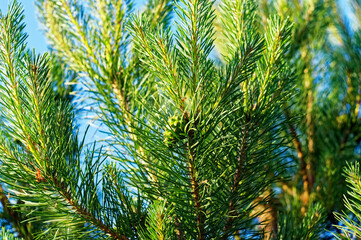 branches of a young spruce in the garden