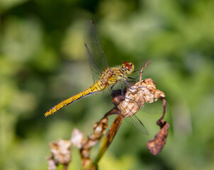 Yellow dragonfly sitting on a green branch.