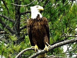 Bald Eagle