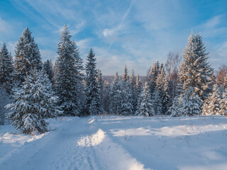 Snowy road at  winter Stone Hill park in frosty sunny evening. Winter country road with fir forest in the rays of cold winter Sun.