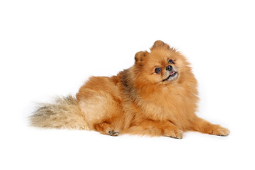 Obraz premium pomeranian dog isolated on white background