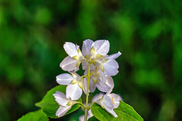 apple tree flowers on a branch in the garden