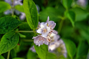 apple tree flowers on a branch in the garden