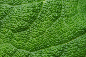 Burdock green leaf for background, macro view