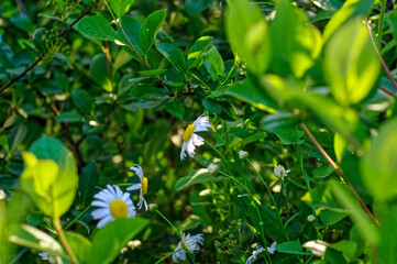 chamomile flowers grew among the bushes
