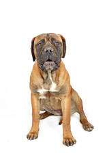 Obraz premium bullmastiff sitting