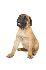 puppy bullmastiff isolated on white 