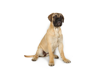 Obraz premium puppy bullmastiff isolated on white 