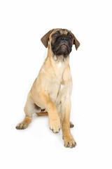 Obraz premium puppy sitting and looking up