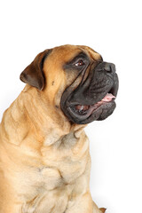 bullmastiff dog isolated on white 