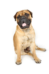 bullmastiff dog isolated on white 